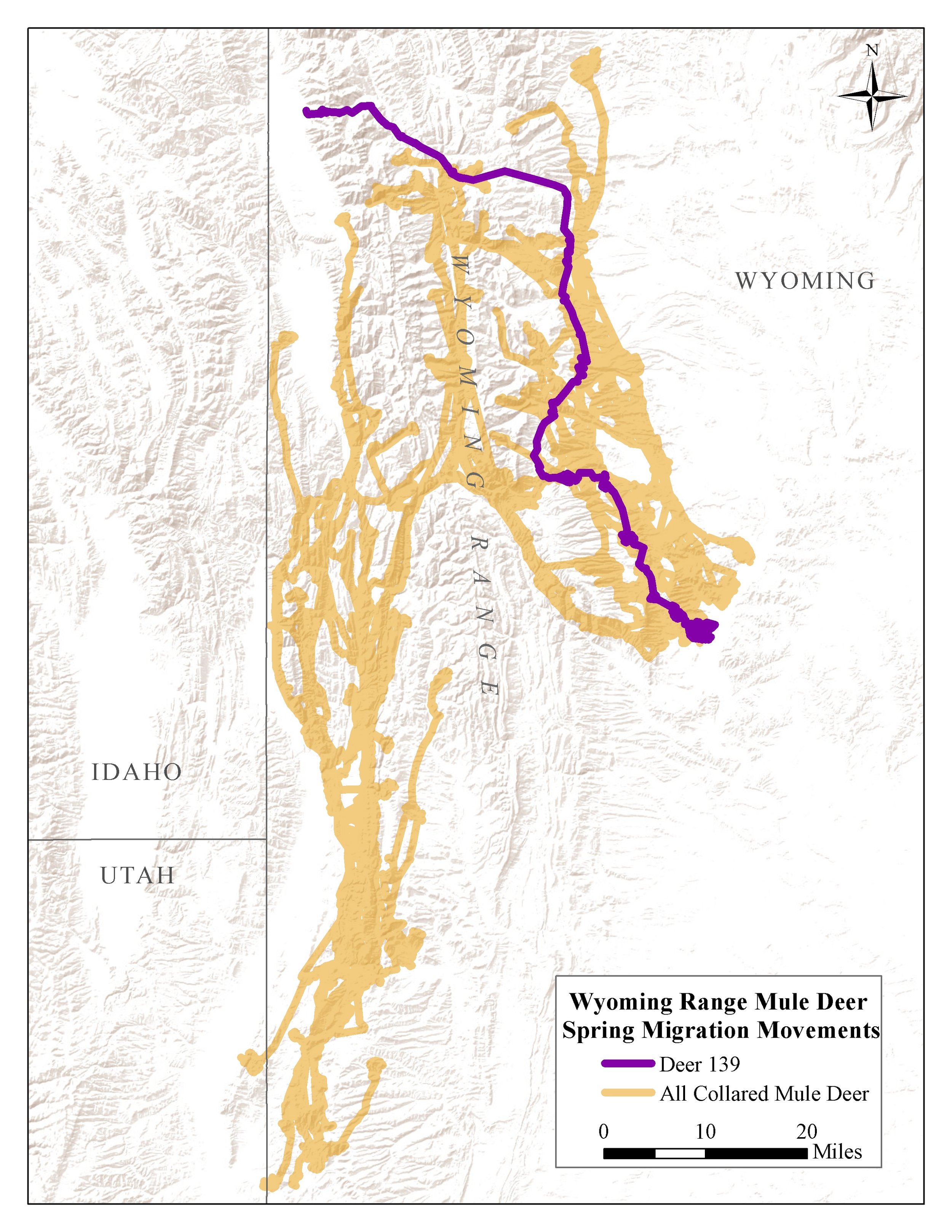 In spring 2016, dozens of collared mule deer (orange lines) migrated into the high mountains of western Wyoming. Deer 139 (purple line) traveled 85 miles through the Wyoming and Salt River Ranges.